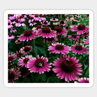 Summertime coneflower garden Sticker